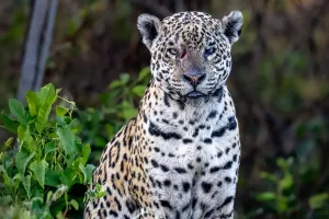 Pantanal selvagem