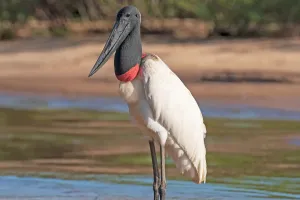Pantanal brasileiro