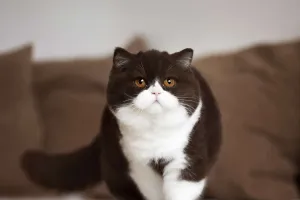 Load failed