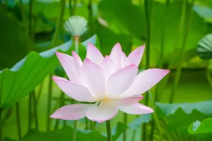 Symbolique du lotus