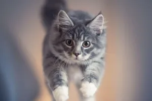 Кошачий прыжок