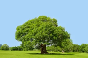 L'importance écologique