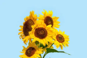 Sonnenblumen