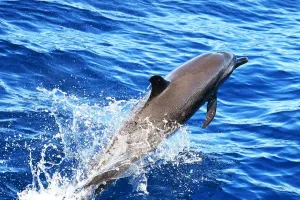 Ocean Leap Magic