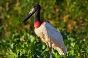 Pantanal: vida selvagem