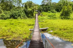 Pantanal: natureza viva