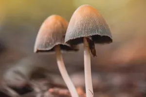 Nơi Nấm Mực Phát Triển