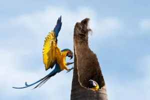 Chăm Sóc Vẹt Macaw Đúng Cách