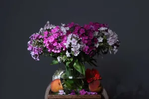 Entretien des phlox