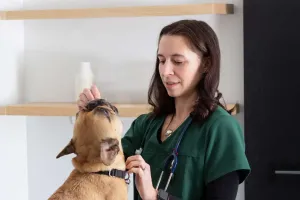 Como dar comprimido a cão