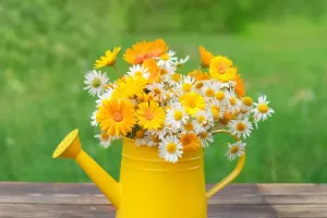 Load failed