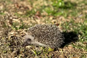 Pesona Landak Mini