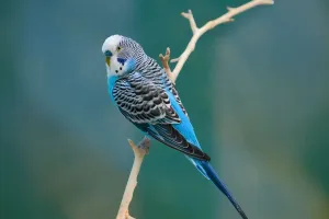 Parakeet Rajin Berkicau