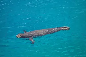 Alerta por la Foca Monje