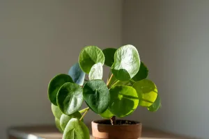 Low-Light Plant Care