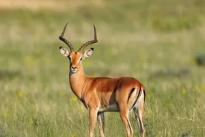 Cách Impala Thoát Nguy Hiểm