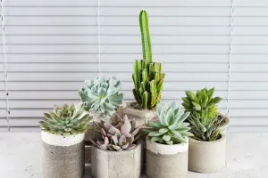 Succulent Care Guide