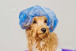 Cuidados com cães