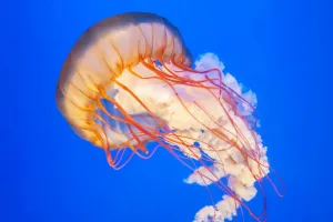 Why Animals Glow