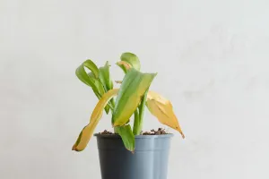Why Plant Leaves Turn Yellow