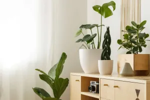 Container vs Ground Plants
