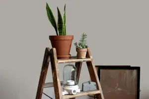 Care for Air Plants