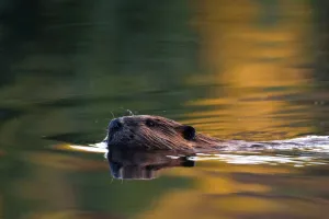 Le monde animal