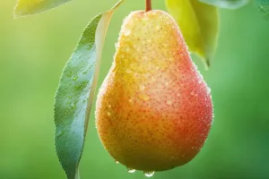 Quả lê và lợi ích bất ngờ