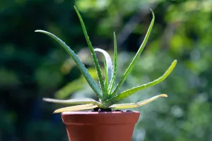 Best Plants for Busy People