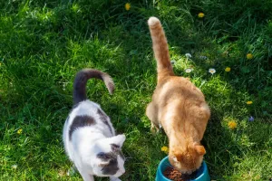 Nourrir les animaux errants