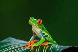 Amphibien Leben