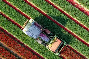Vẻ Đẹp Của Hoa Tulip