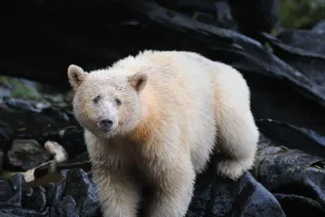 Gestes pour la conservation
