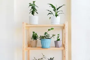 Les plantes d'intérieur