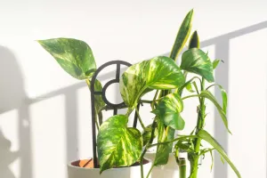 Plantes d'intérieur
