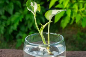 L'eau du robinet