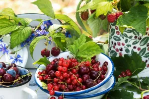 Les cerises