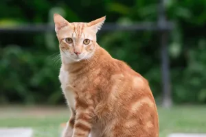 Katzen hören mehr