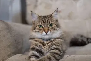 Cats Love Windows