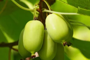 Mini kiwi: recoltă bogată