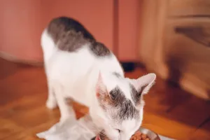 Meu primeiro gato