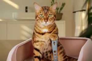 Higiene do gato