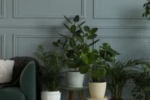Healthy Indoor Plants