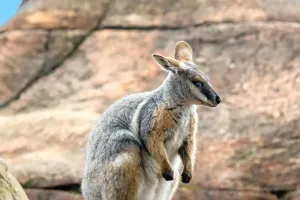 Kangaroo Tail Power