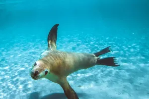 L'élégance des otaries