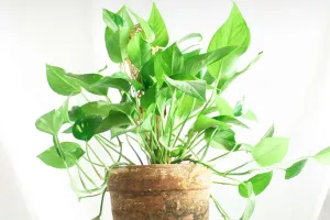 Sauvez vos plantes