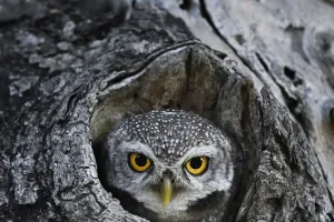 Eulen-Hals-Geheimnis