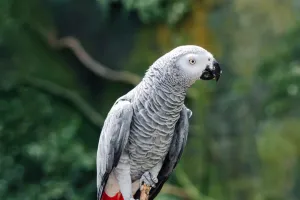 Tierische Genialität
