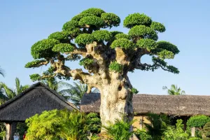 Bonsai: ghid de îngrijire