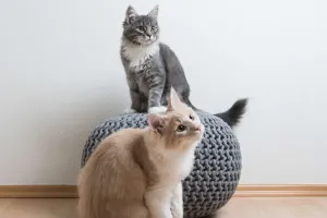 Load failed